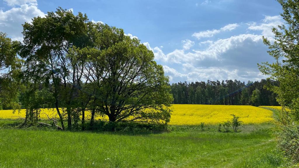 Ackerland kaufen und verkaufen in Mecklenburg-Vorpommern - Marcus Reinbothe